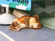 三毛猫　in マレーシア